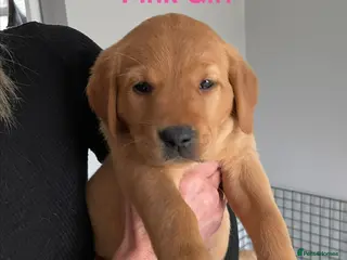 Goldador dogs Goldador puppies - Advert 4