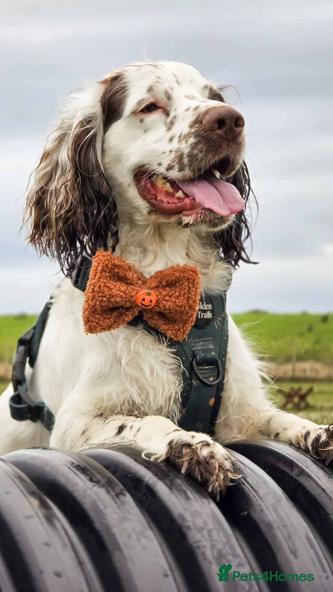 Cocker Spaniel dogs for stud: Dexter- Chocolate Roan Cocker Spaniel  in Dudley - Advert 2