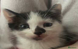 Domestic Shorthair cats for sale: 4 Beautiful kittens - Image 2