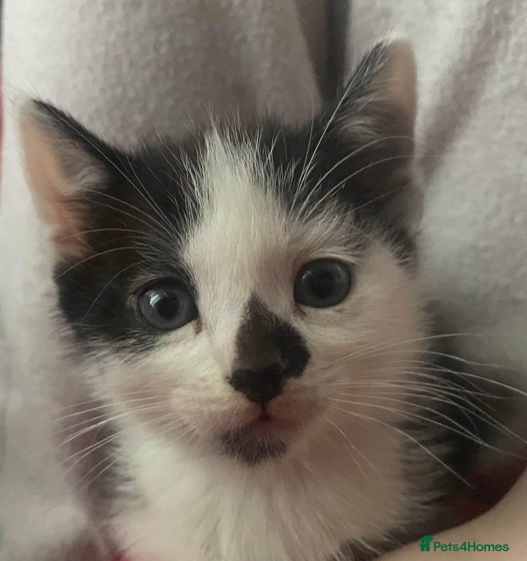 Domestic Shorthair cats for sale: 4 Beautiful kittens - Image 2