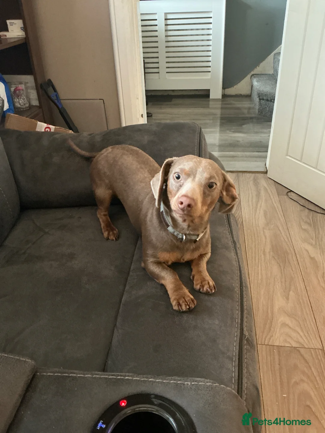 Miniature Dachshund dogs for stud:  STUD. Isabella & Tan Miniture Dachshund - Advert 1