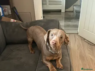 Miniature Dachshund dogs Stud only - Advert 8