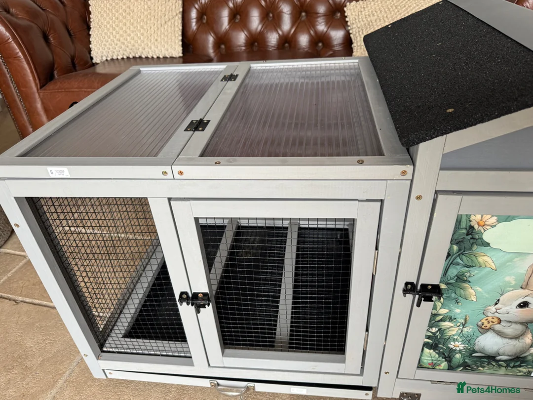 Mini Lop rabbits for sale: Lovely mini lop blue buck and house for sale - Advert 2