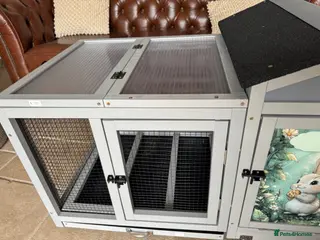 Mini Lop rabbits Lovely hutch/house for sale - Advert 6