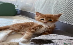 Maine Coon cats for sale: Maine coon babies  - Image 12
