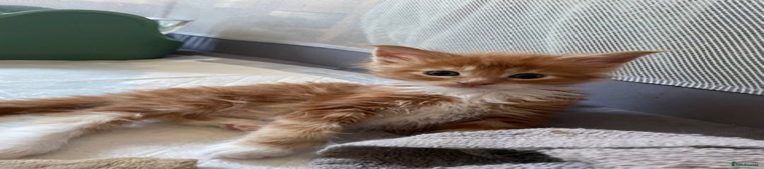 Mr Tigs 2.0