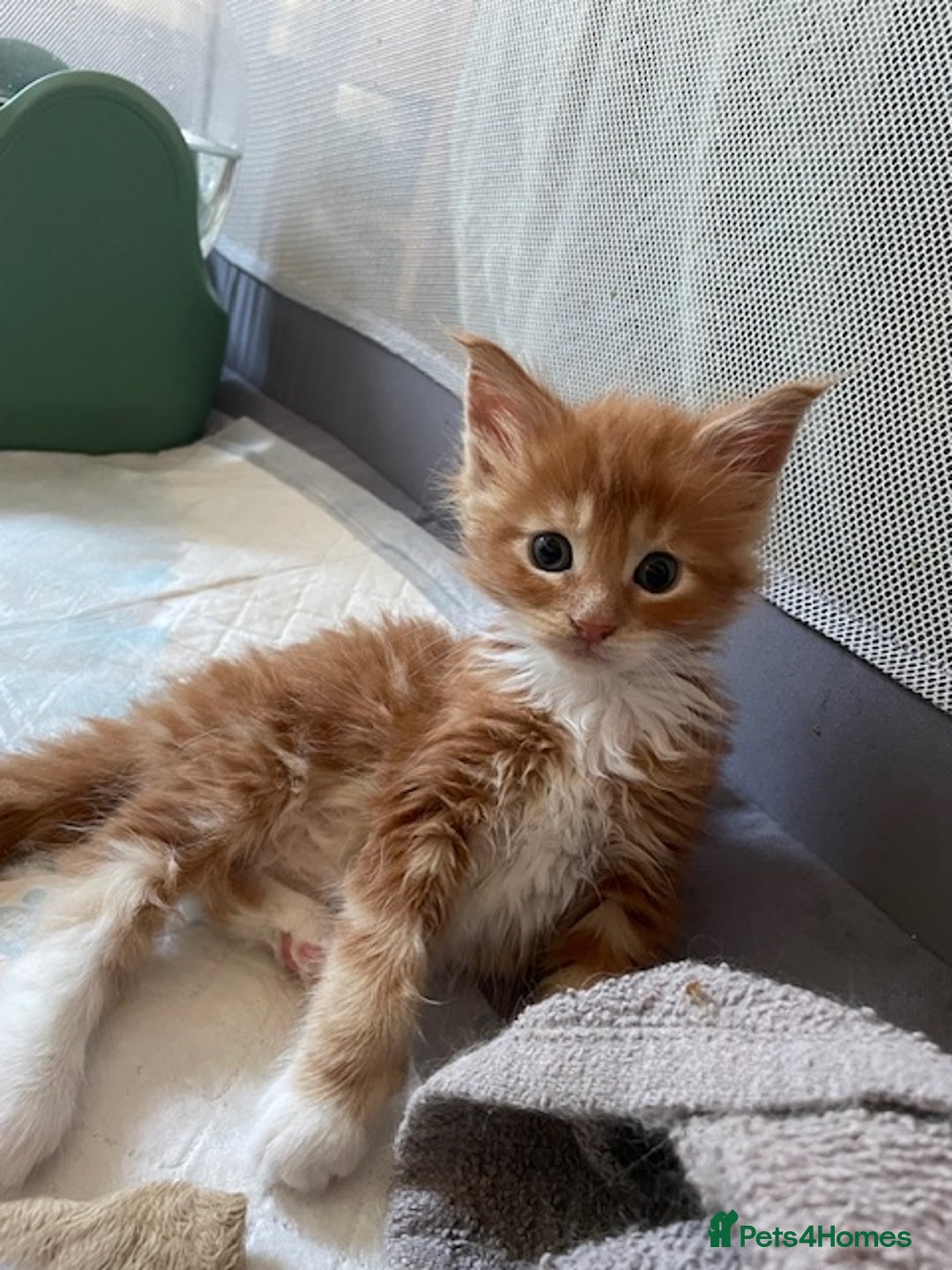 Maine Coon cats for sale: Maine coon babies  - Image 12