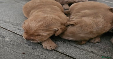 Golden Retriever dogs - Advert 16