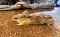 Netherland Dwarf rabbits for sale: Baby bunnies - Image 3