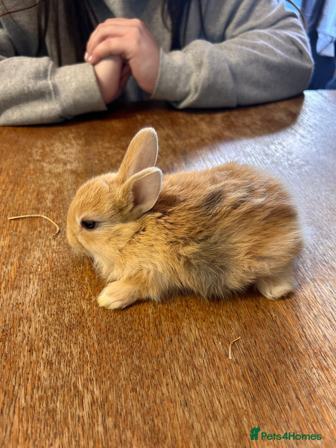 Netherland Dwarf rabbits for sale: Baby bunnies - Image 3