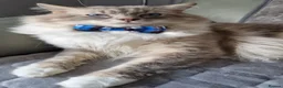 Ragdoll cats for sale: Ragdoll - Advert 5