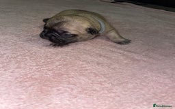 French Bulldog dogs for sale: 7 beautiful male French bull dog pups - Image 20