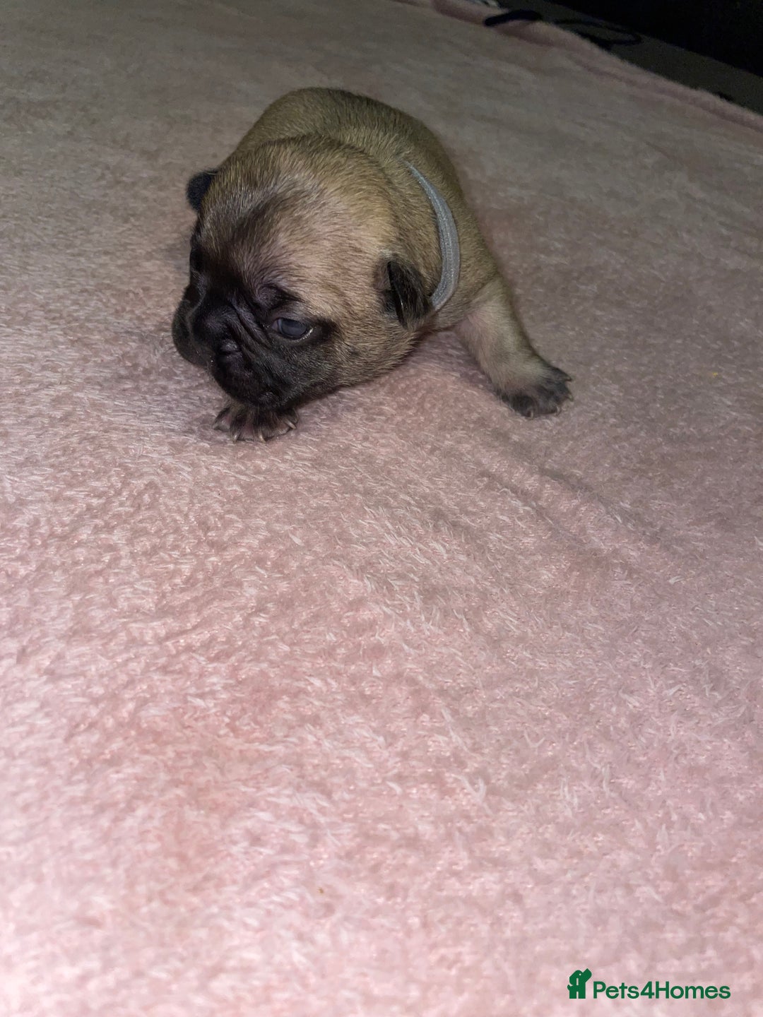 French Bulldog dogs for sale: 7 beautiful male French bull dog pups - Image 20