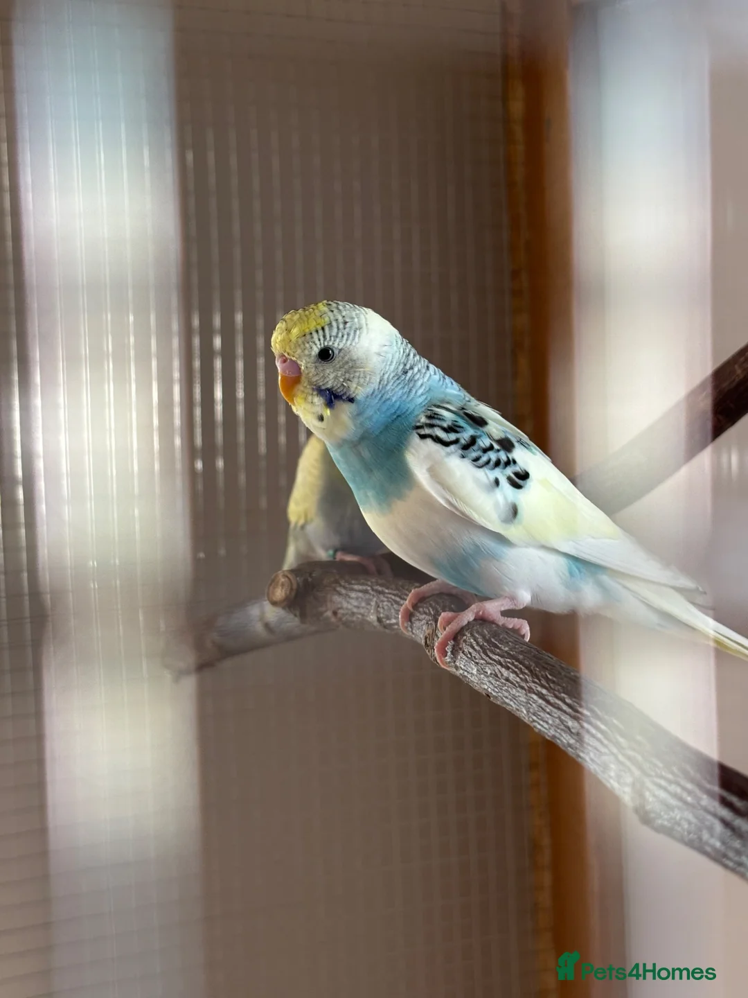 Budgerigars birds for sale: Budgies in Bishop Auckland - Advert 2
