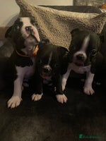 Boston Terrier dogs - Advert 3