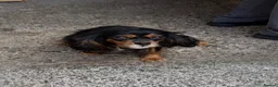 Cavalier King Charles Spaniel dogs for sale: Cavalier king charles - Advert 2