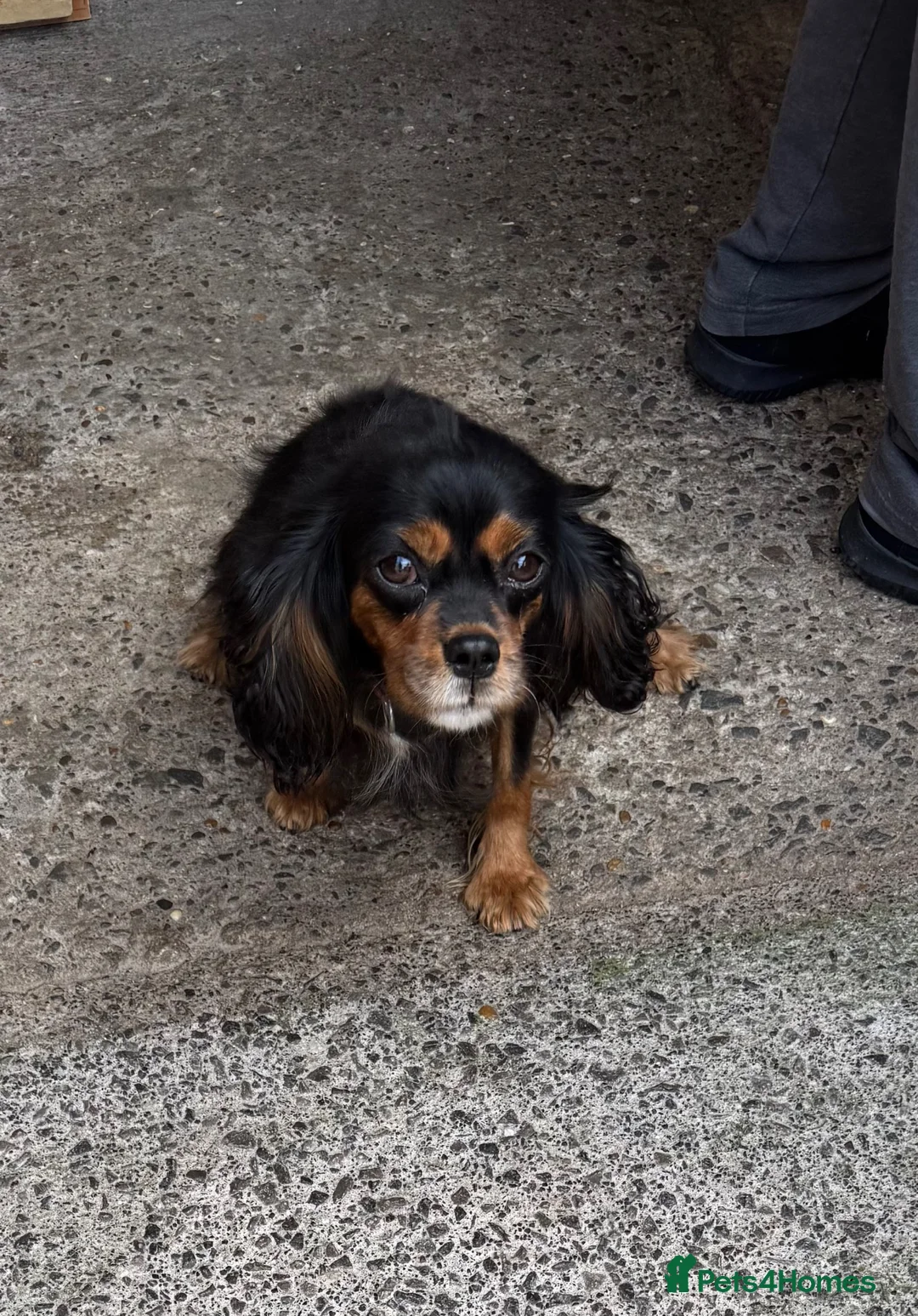 Cavalier King Charles Spaniel dogs for sale: Cavalier king charles - Advert 2