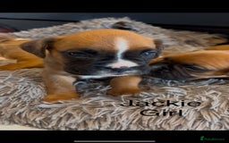 Boxer dogs for sale: Beautiful Boxer Puppies  🐾 - Image 27