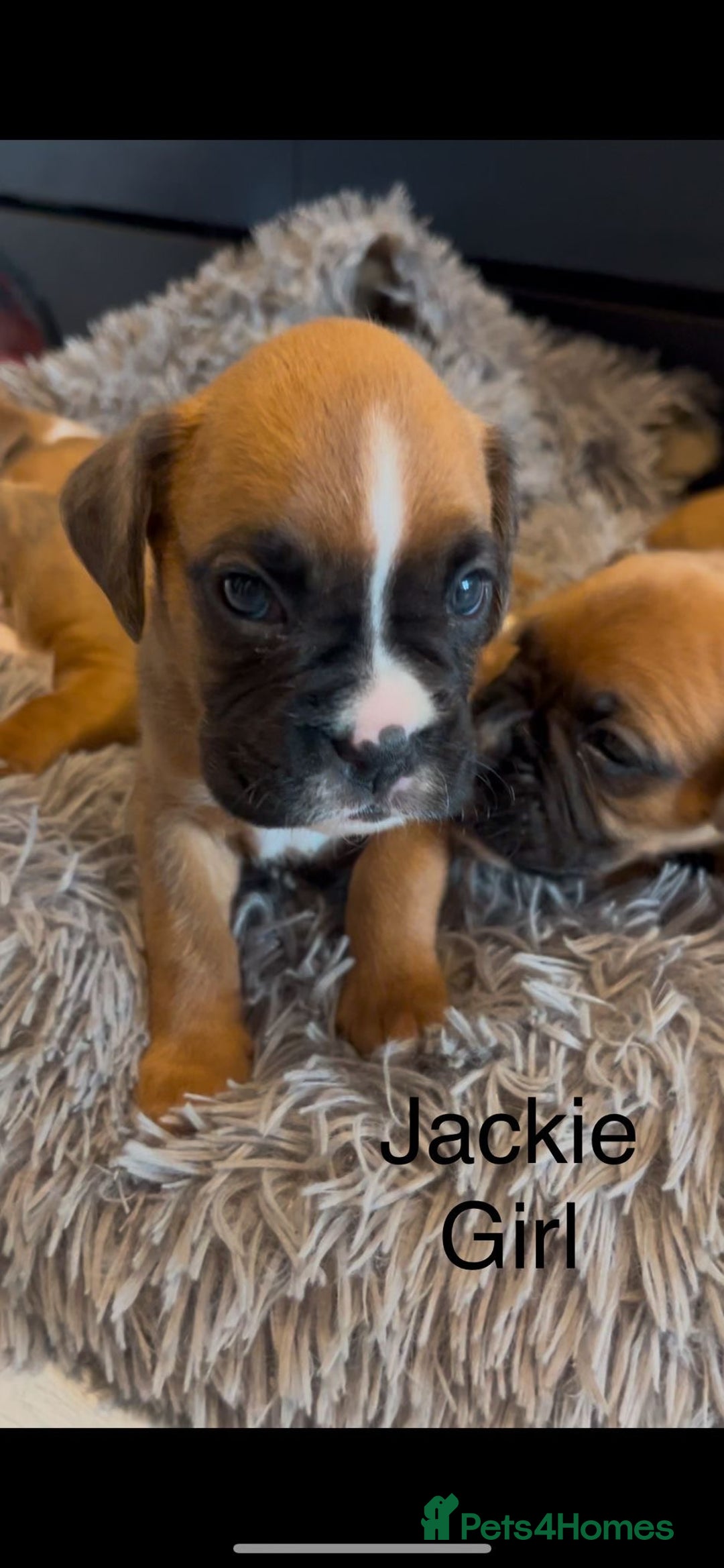 Boxer dogs for sale: Beautiful Boxer Puppies  🐾 - Image 27