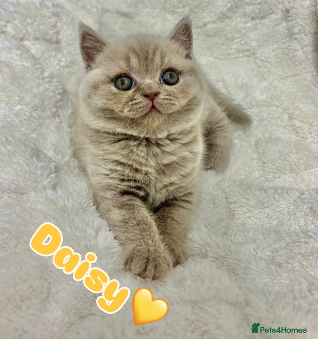 British Shorthair cats for sale: GCCF British Shorthair for Sale - Advert 6