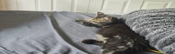 Mixed Breed cats for sale: Three 14 week old kittens - Advert 6