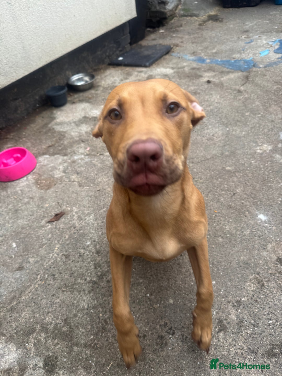Cane Corso dogs for sale: bundle of joy for rehome  - Image 2