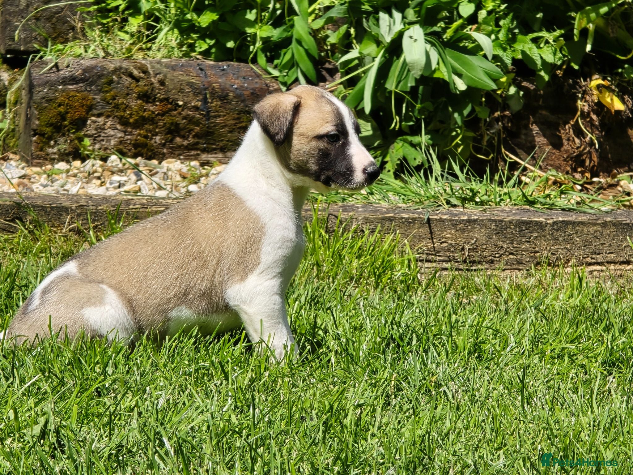 Mixed Breed dogs Whippet cross whippet lurcher - Advert 14