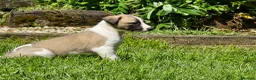 Mixed Breed dogs for sale: Whippet cross whippet lurcher - Advert 4
