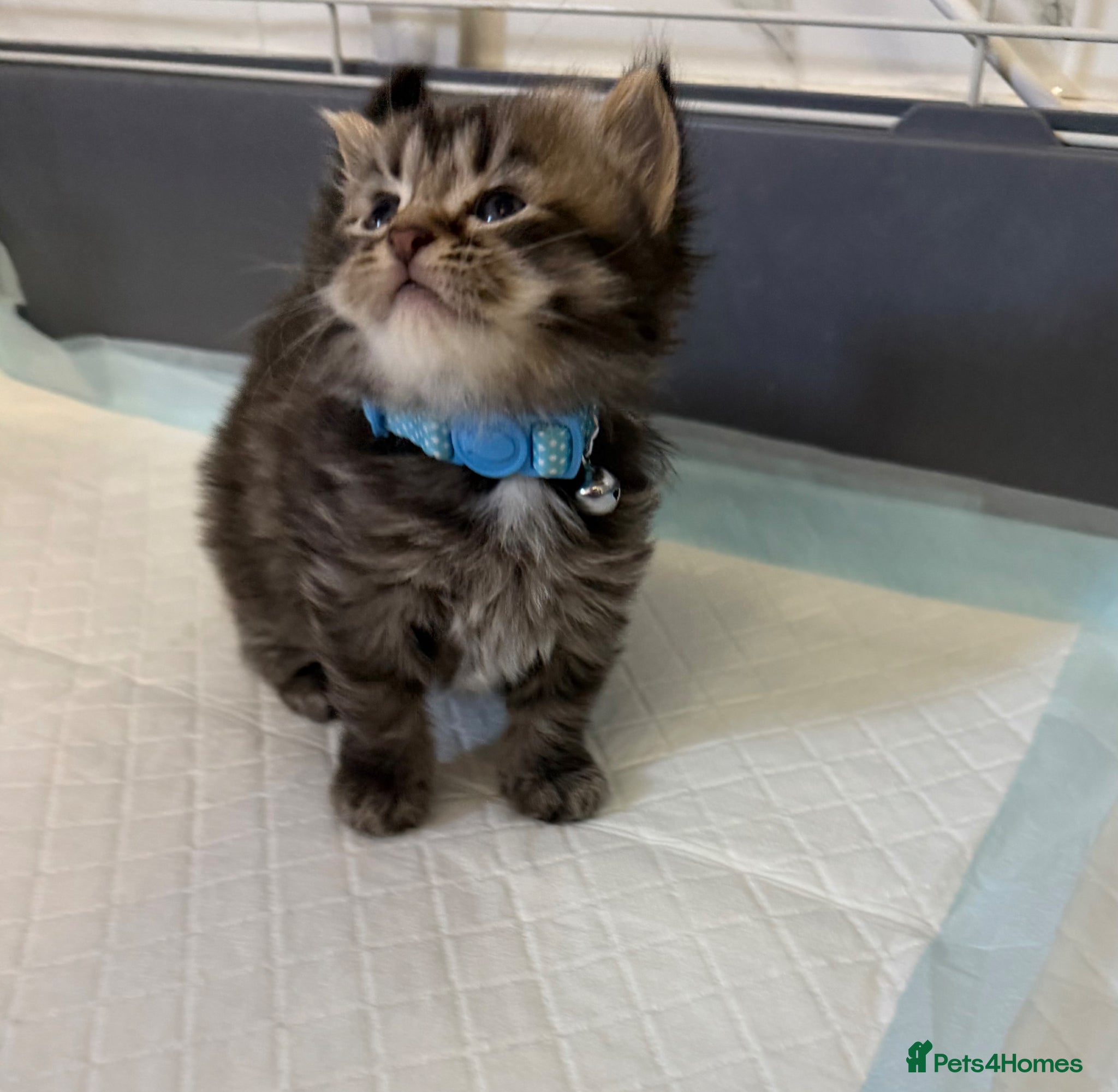 LaPerm cats LaPerm Kittens Ready for Reservation😍 - Advert 13