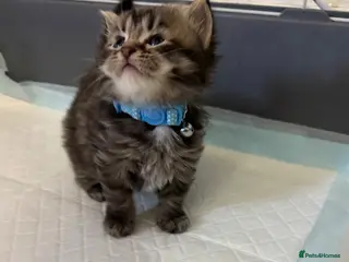 LaPerm cats LaPerm Kittens Ready for Reservation😍 - Advert 13