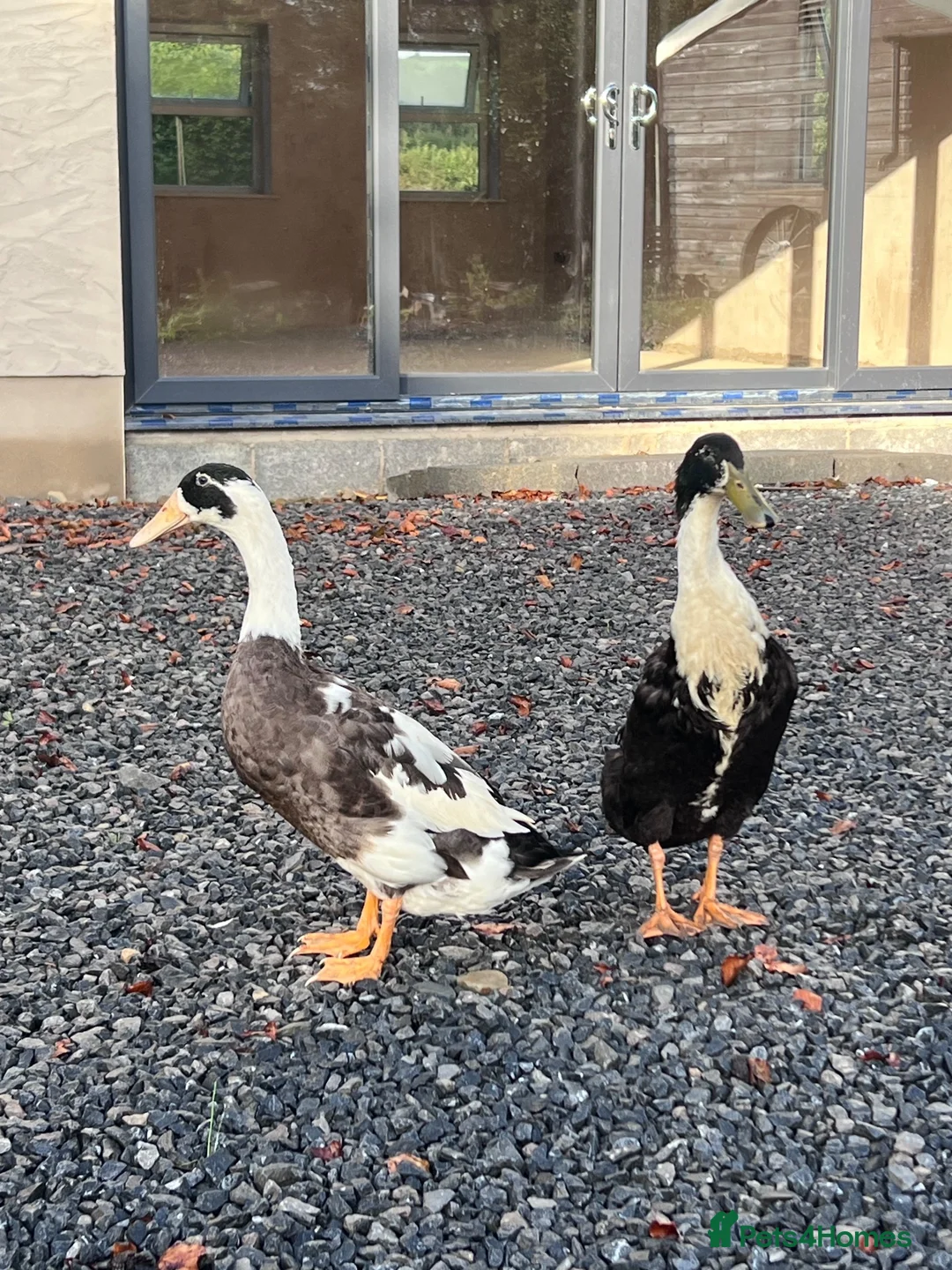 Ducks poultry for sale: Drakes free to good home  - Advert 1