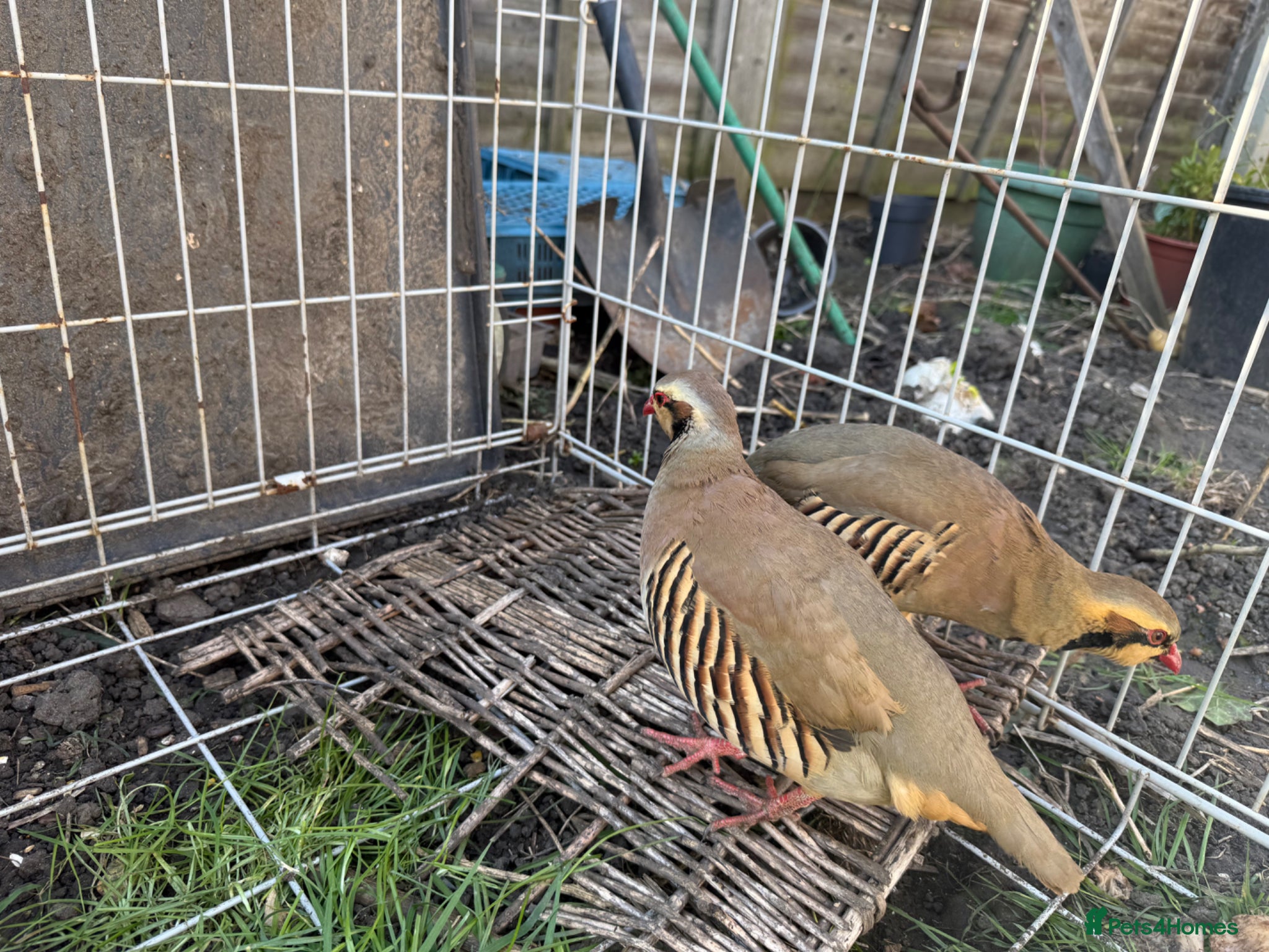 Lovebirds birds Chukar Partridge - Advert 2