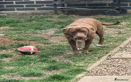 Mixed Breed dogs for sale: Vând Labrador Ciocolatiu - Image 4