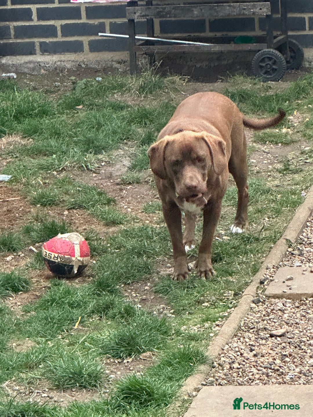 Mixed Breed dogs for sale: Vând Labrador Ciocolatiu - Image 4