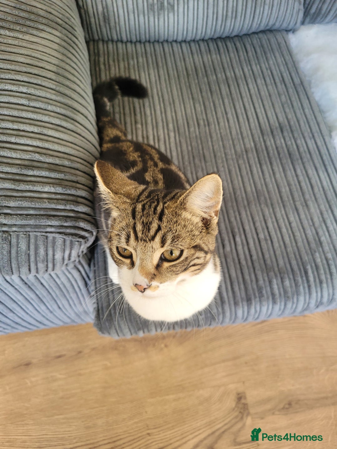 British Shorthair cats for sale: kitten  - Image 2