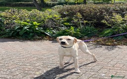Labrador Retriever dogs for sale: Male labrador - Image 8