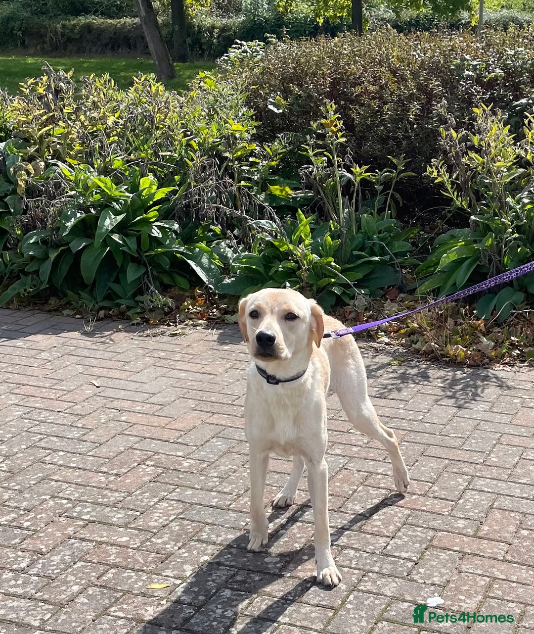 Labrador Retriever dogs for sale: Male labrador - Image 8