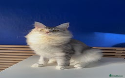 Maine Coon cats for sale: Beautiful Bonded Maine Coon Pair + Single. - Image 4
