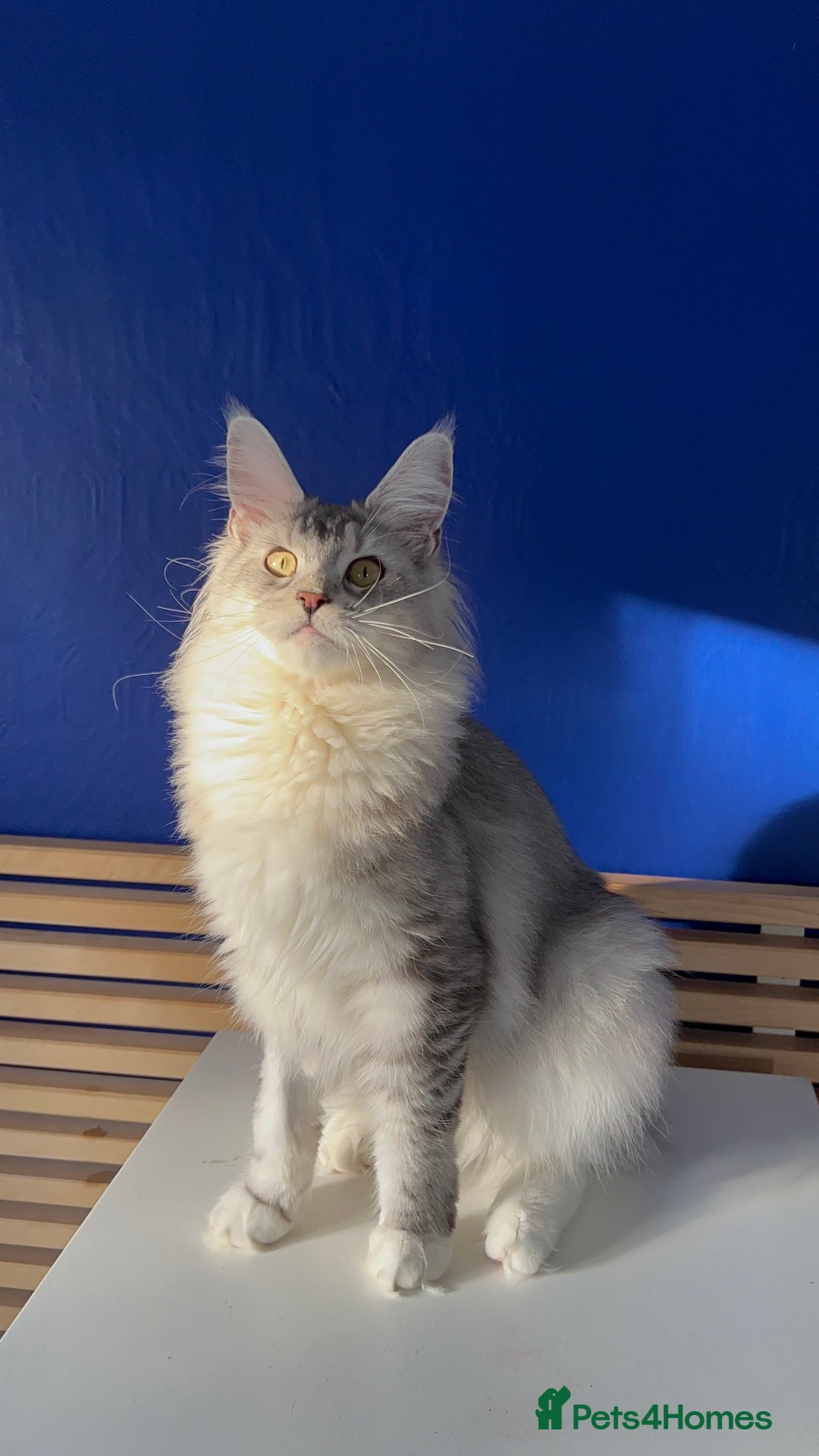 Maine Coon cats for sale: Beautiful Bonded Maine Coon Pair + Single. - Image 4