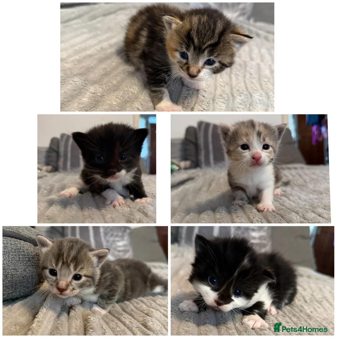 Mixed Breed cats for sale: 5 KITTENS  - Advert 2