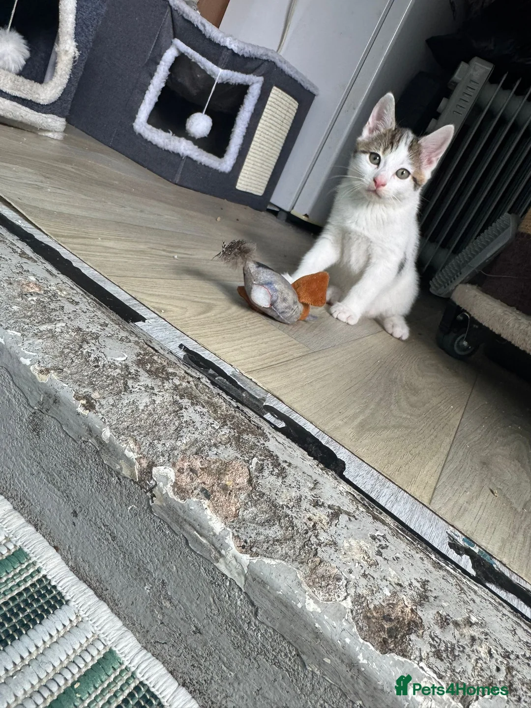 Mixed Breed cats for sale: 1 beautiful boy left  - Advert 2