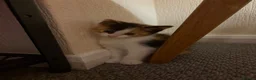 Mixed Breed cats for sale: 6/7 Week old Tortoise Female Kitten - Advert 3