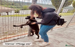 Mixed Breed dogs for adoption: Circe, approx 1 yr old. Available for adoption. - Image 9
