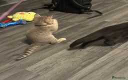 British Shorthair cats for sale:  Broadway Baby13w BritishShorthair,litter trained! - Image 8