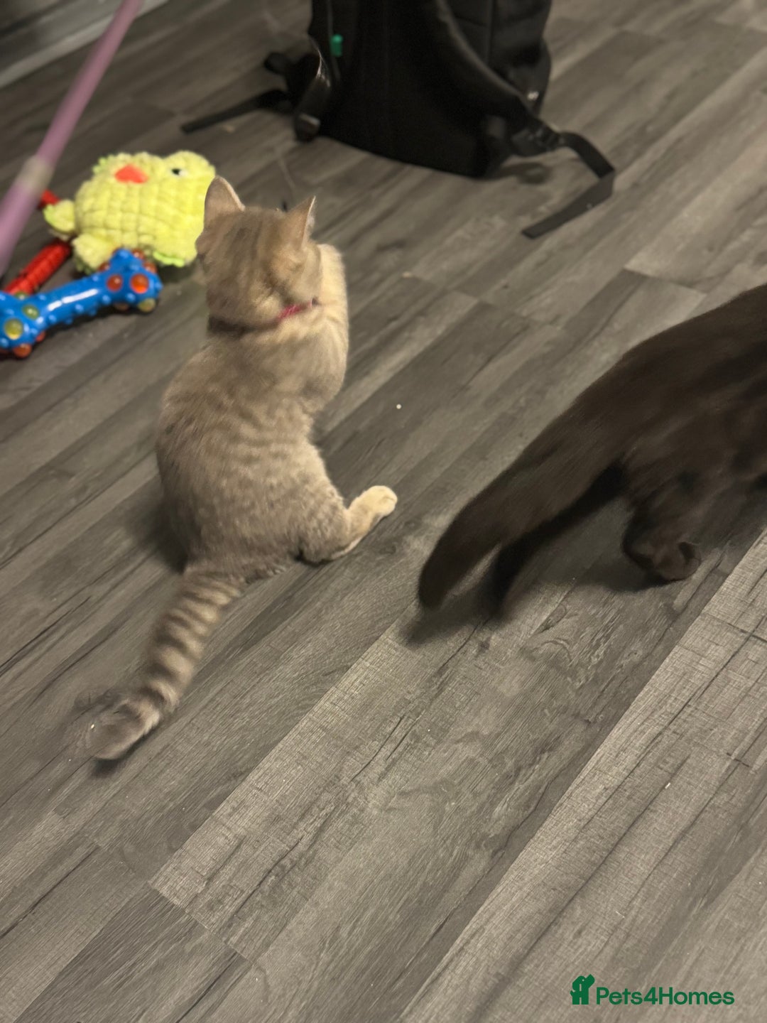 British Shorthair cats for sale:  Broadway Baby13w BritishShorthair,litter trained! - Image 8