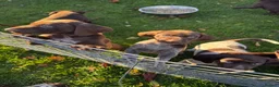 German Shorthaired Pointer dogs for sale: German Shorthaired Pointer puppies  - Advert 15