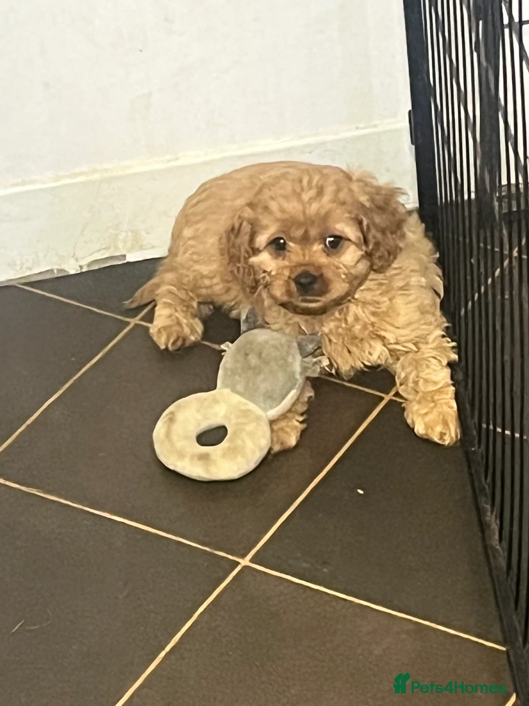 Cavapoo dogs for sale: stunningly stunning cavapoo health tested litter - Advert 2
