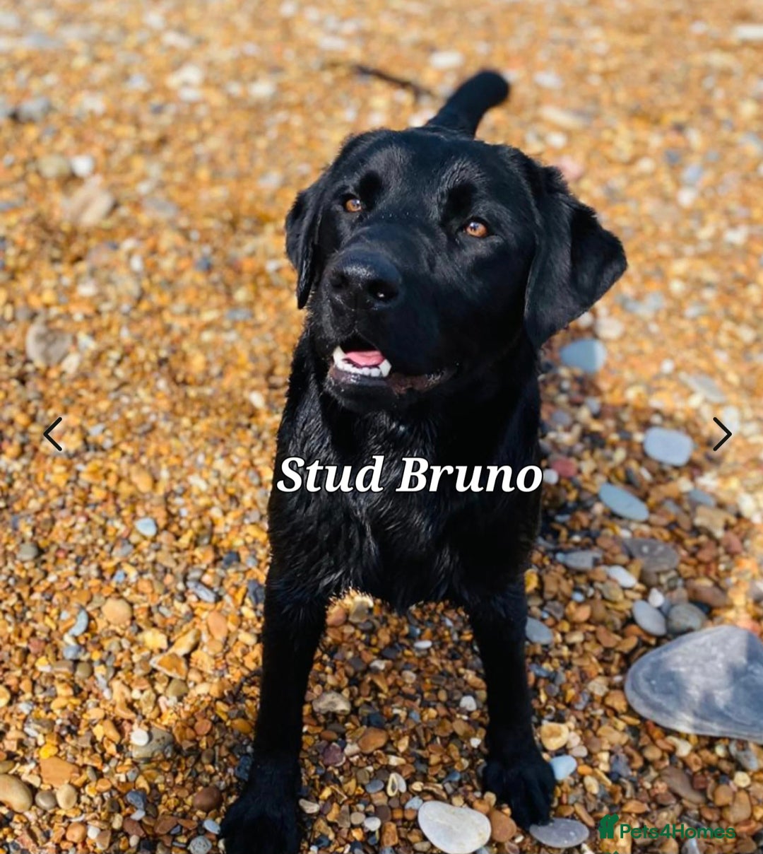 Labrador Retriever dogs for sale: 💫Stunning chocolate and black labrador pups 💫 - Image 27