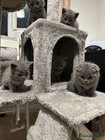 British Shorthair cats - Advert 13