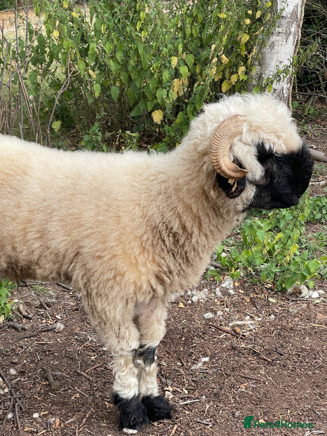 Sheep livestock for sale: Valais Black Nose Wethers x2 Brothers for pets - Image 4